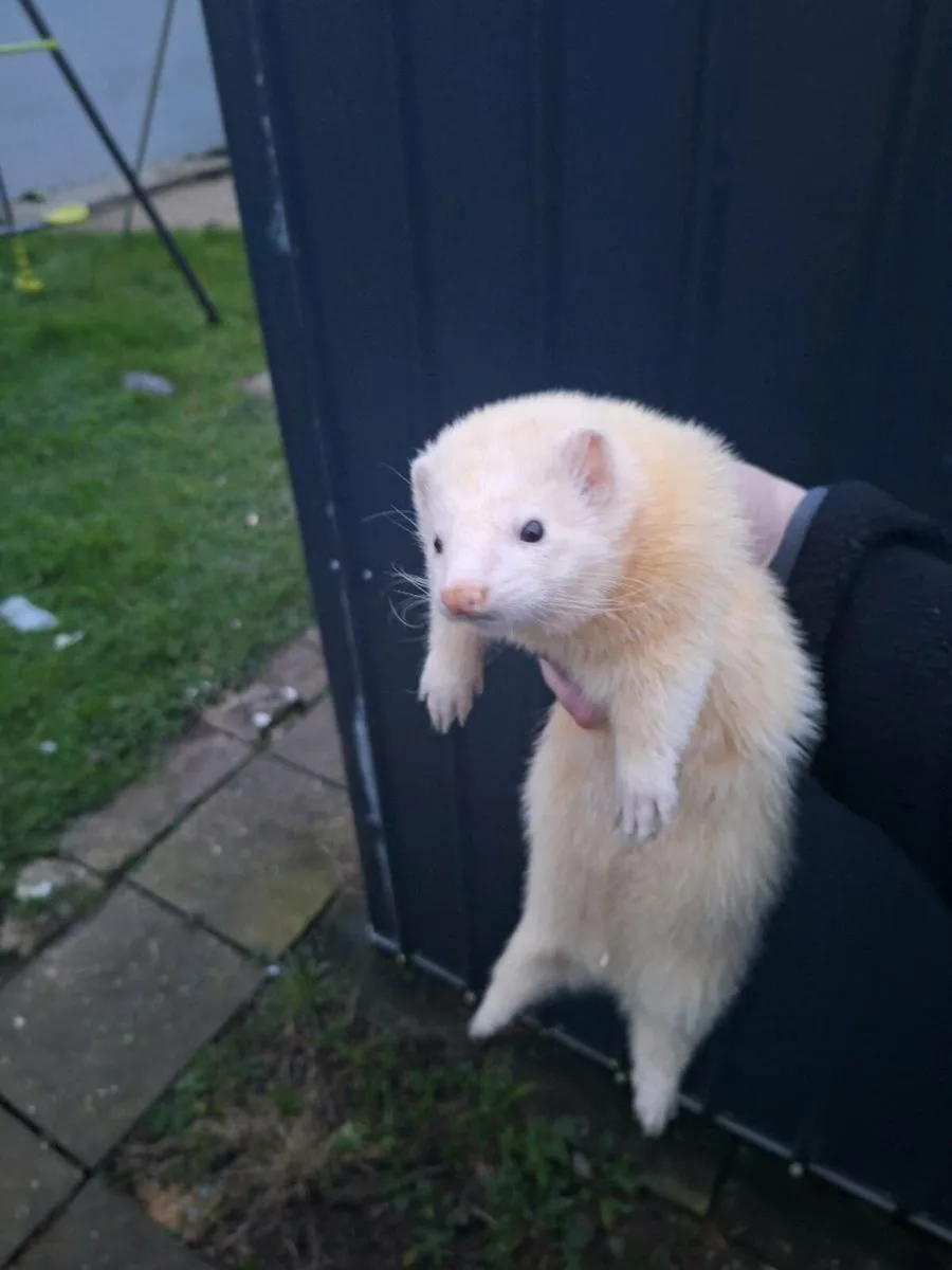 Ferrets - Image 3