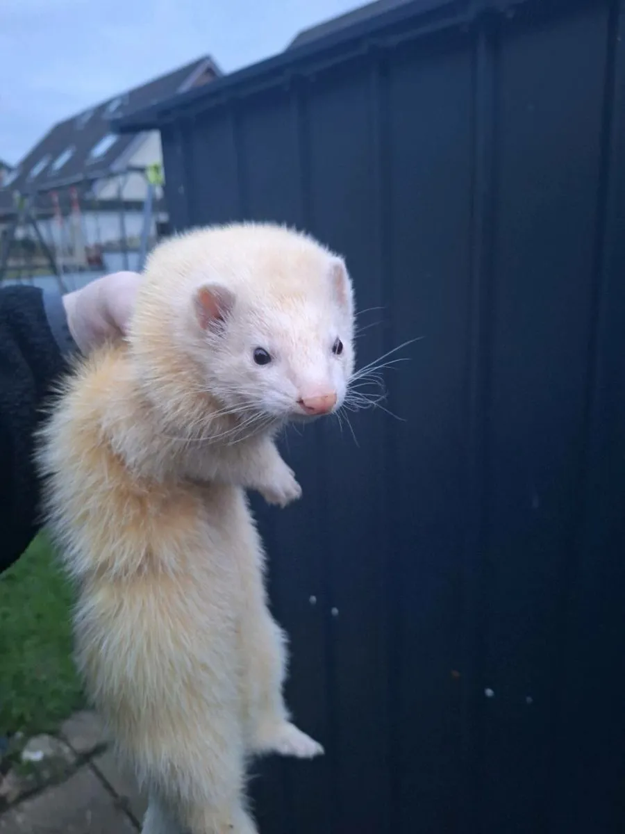Ferrets - Image 1