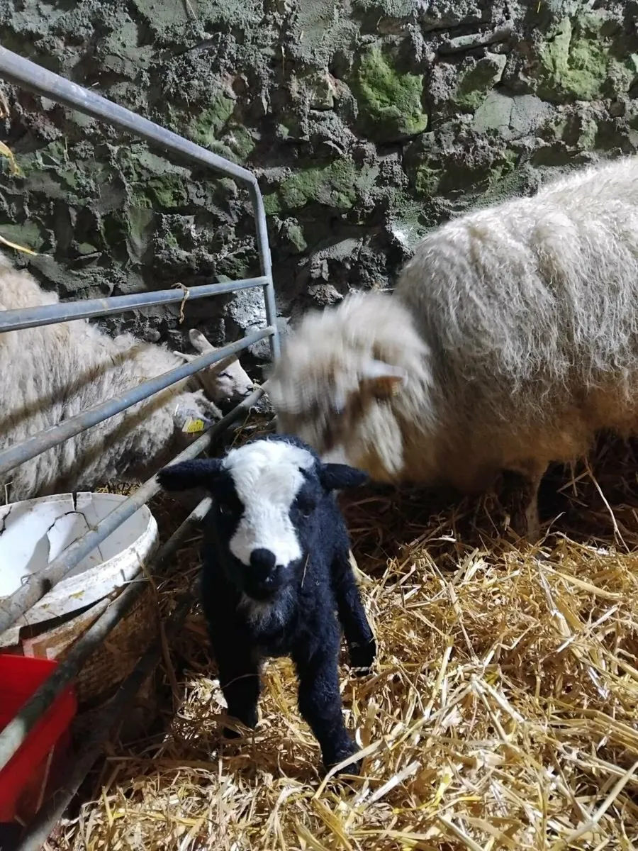 😍Spotted Dutch outfits 😍 - Image 1