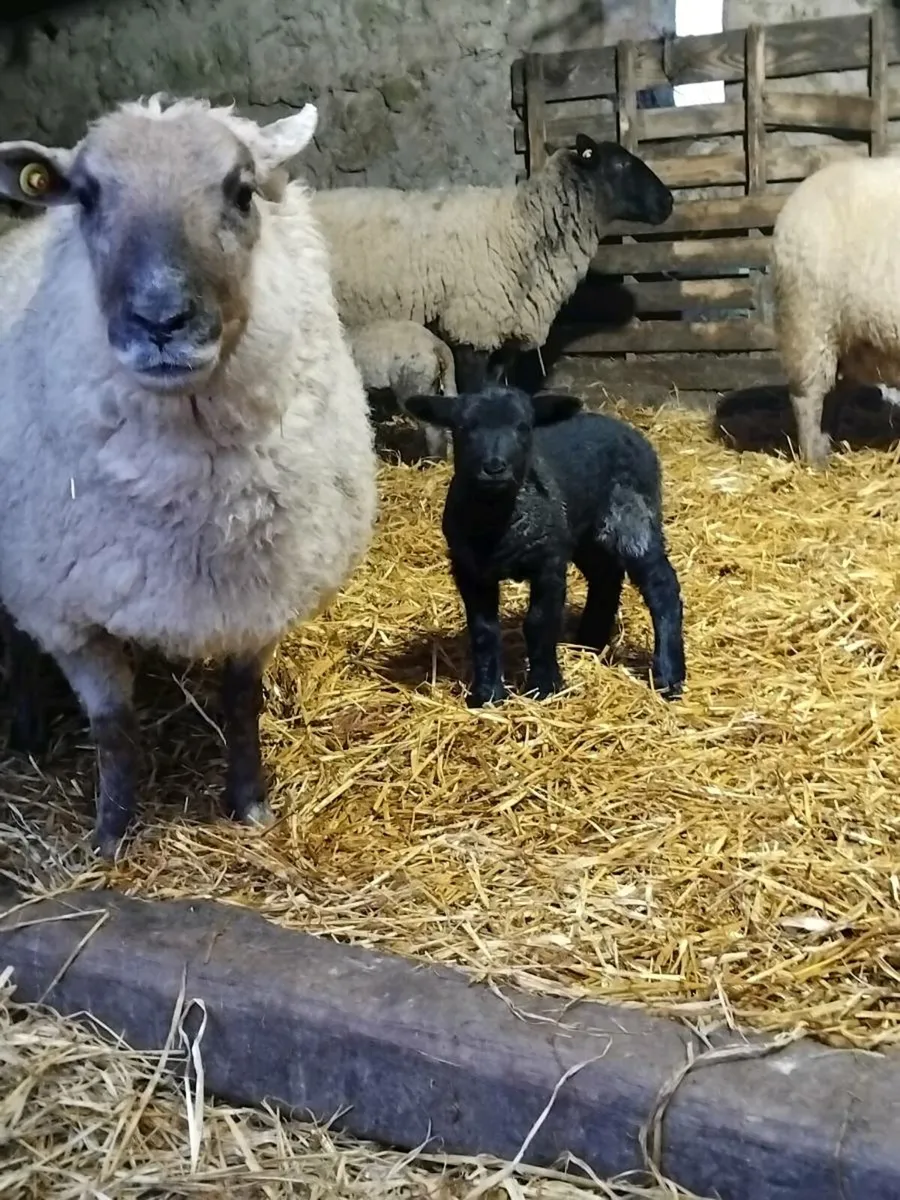 😍Spotted Dutch outfits 😍 - Image 2