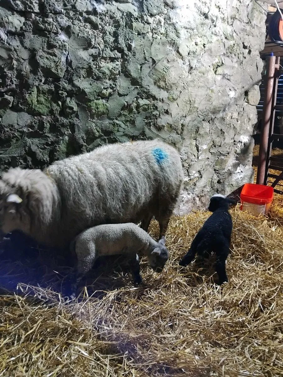 😍Spotted Dutch outfits 😍 - Image 4