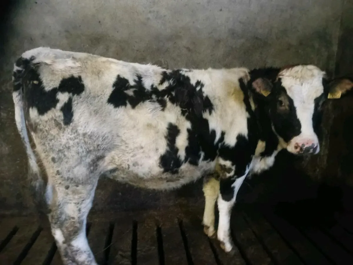 Limousine Weanling Heifer - Image 3