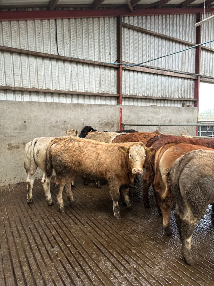 Charolais and lim store heifers - Image 4