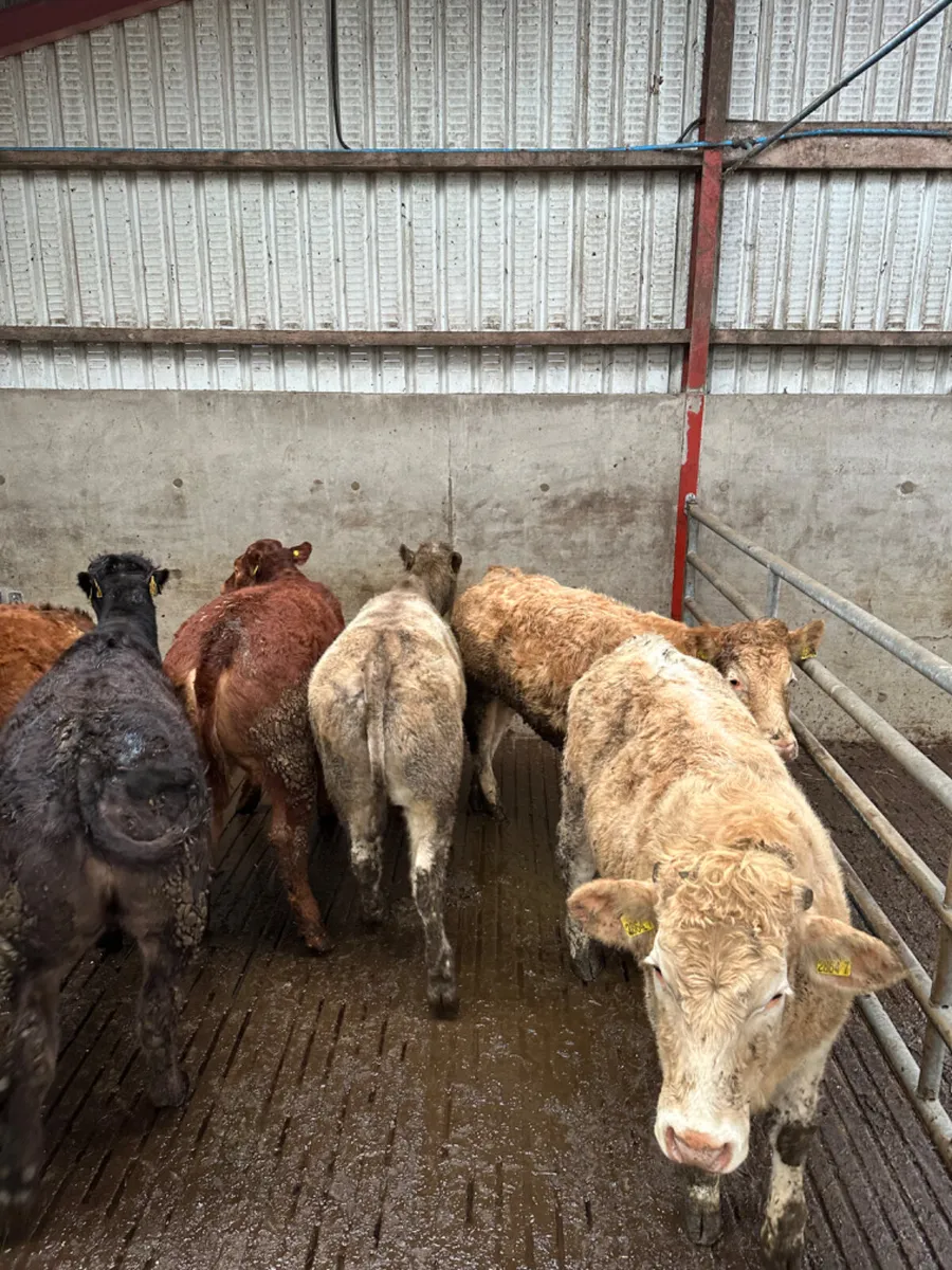 Charolais and lim store heifers - Image 2