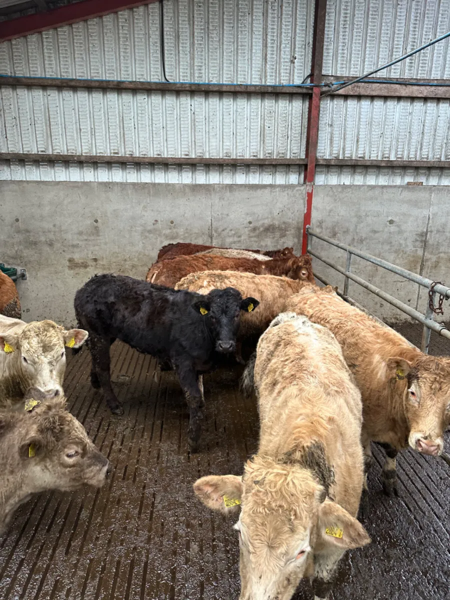 Charolais and lim store heifers - Image 3