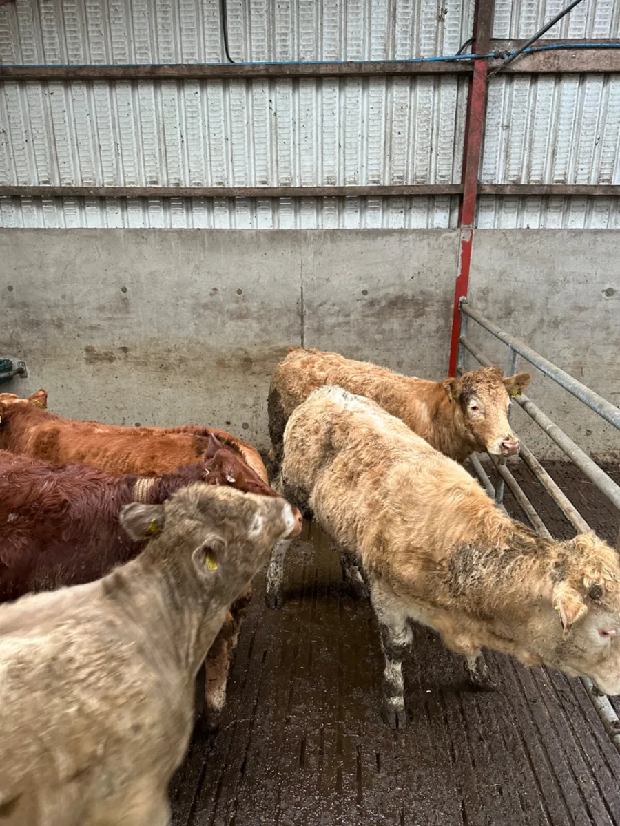 Charolais and lim store heifers - Image 1