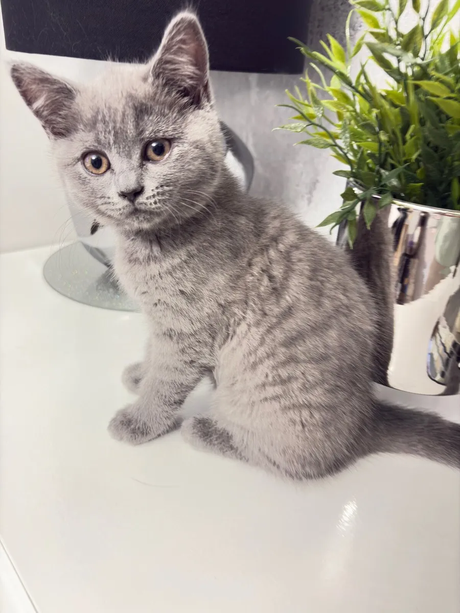 British shorthair Kittens - Image 1