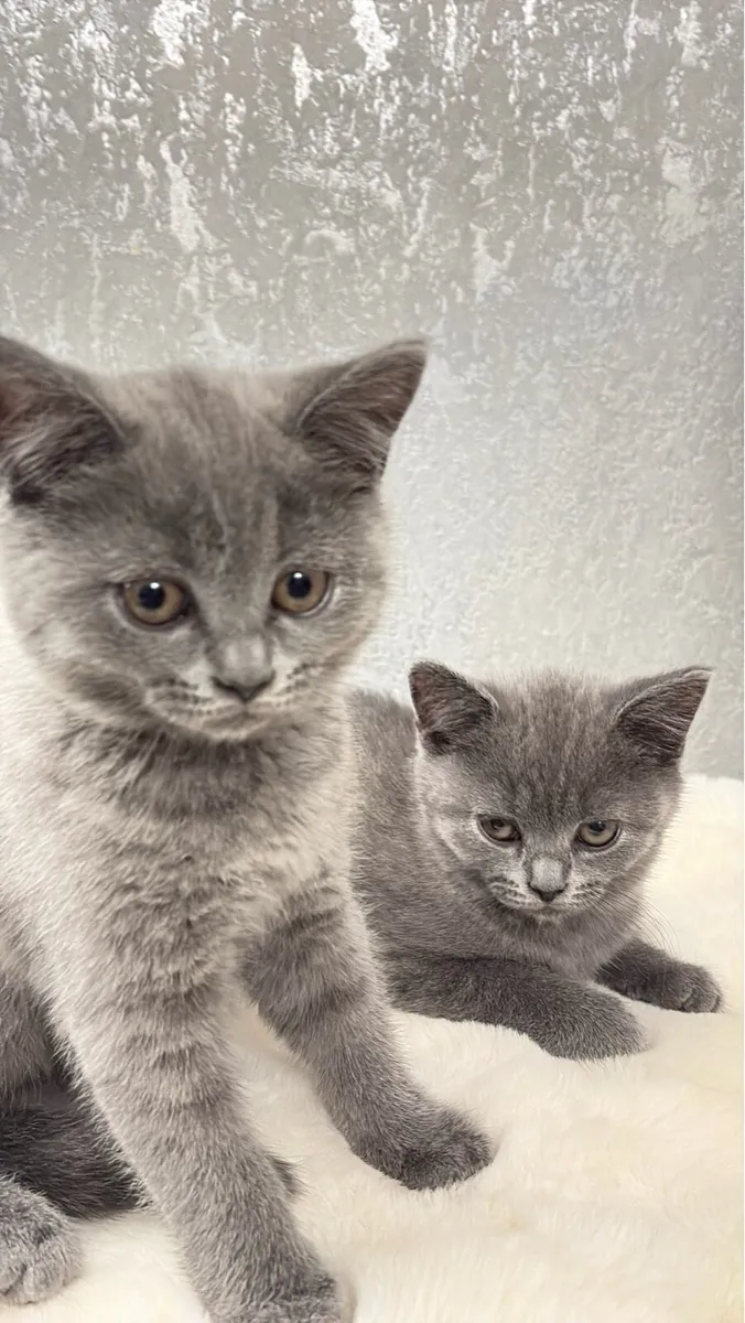British shorthair Kittens - Image 2