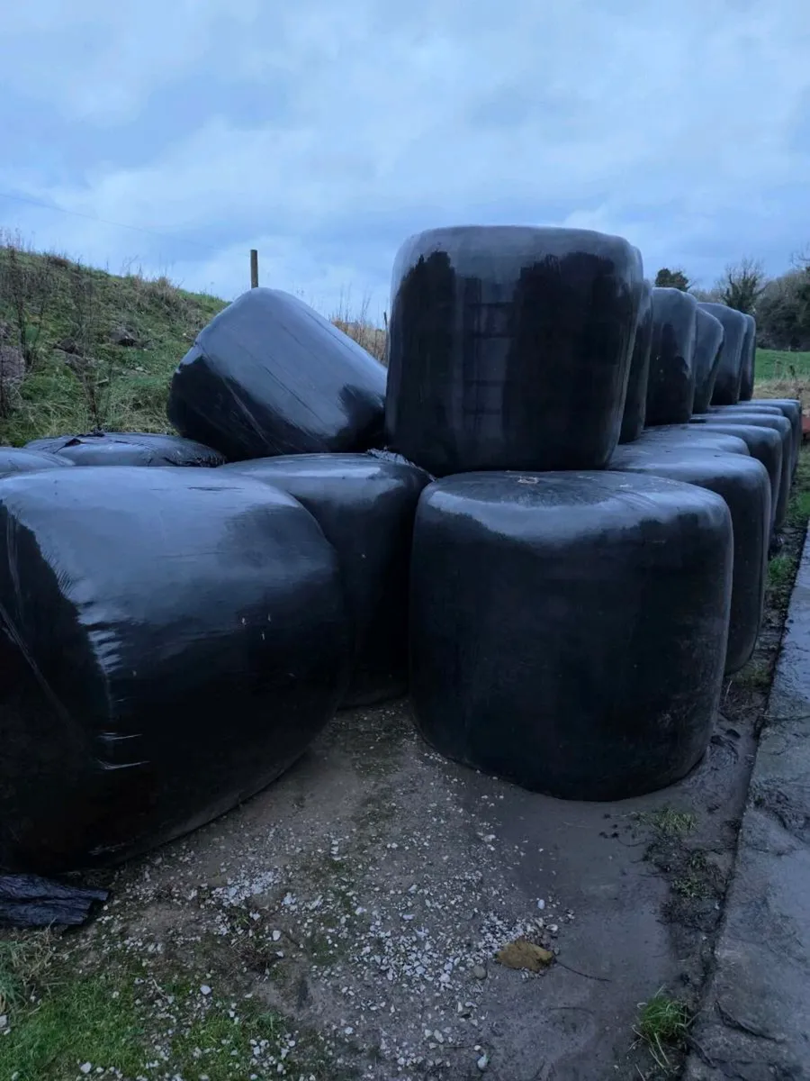 Round bales of silage