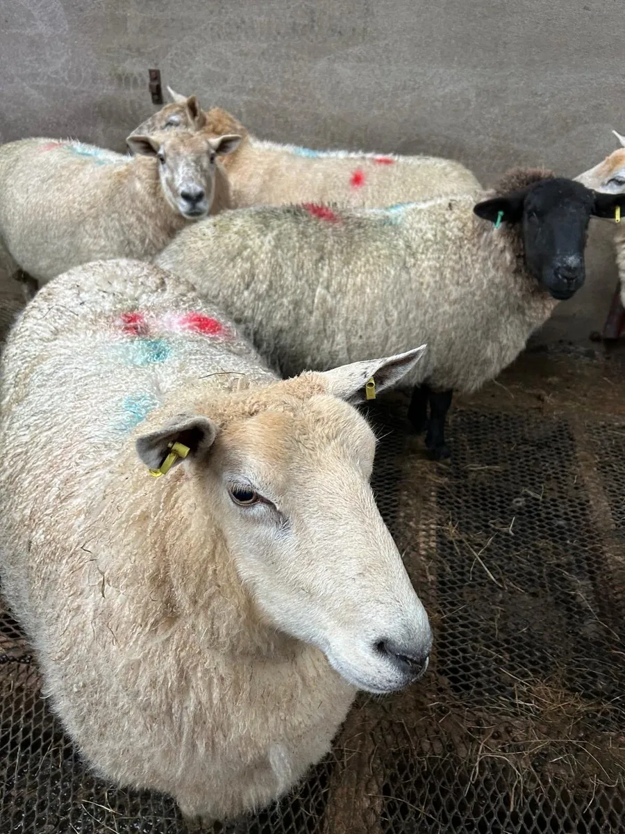 Ewes - Image 3