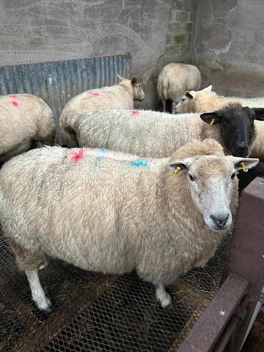 Ewes - Image 4