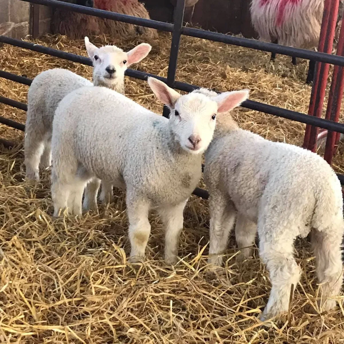 🐑 PET LAMBS WANTED 🐑 - Image 2
