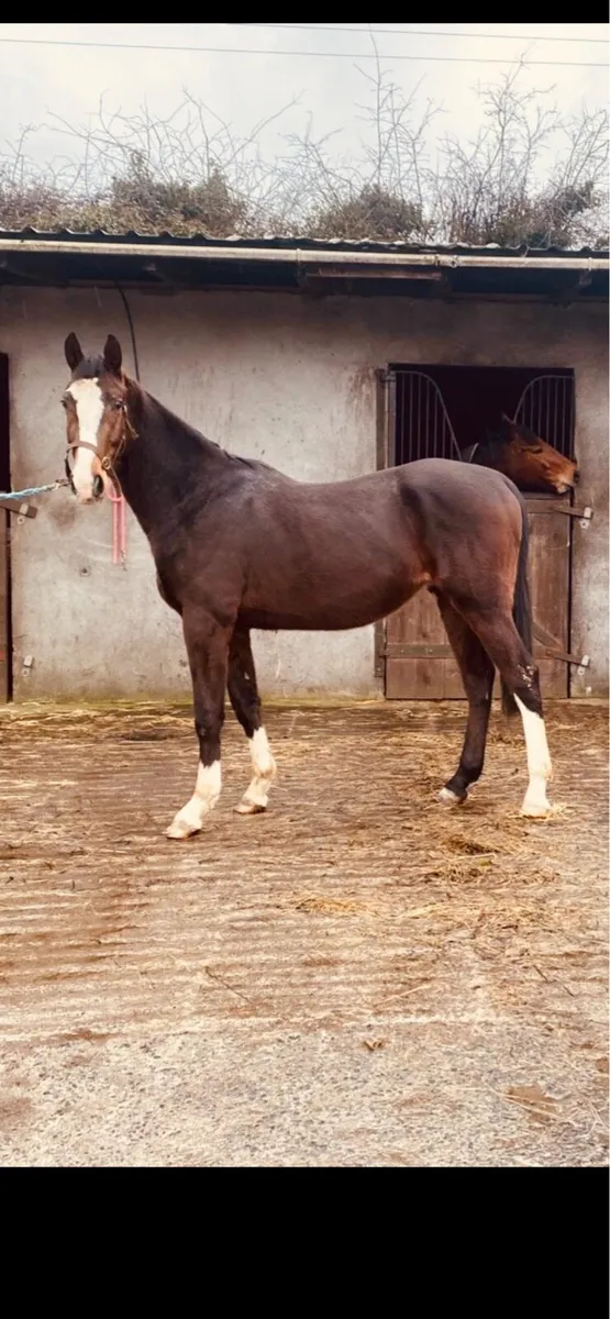 3 year old Gelding - Image 1
