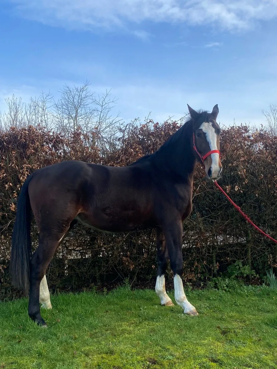 3 year old Gelding - Image 2