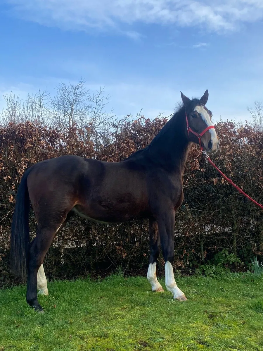 3 year old Gelding - Image 3