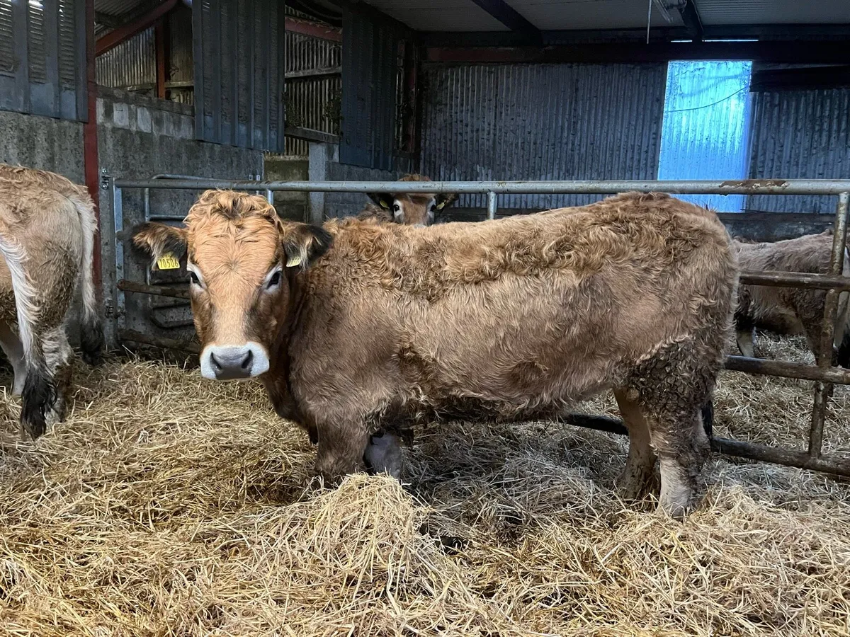Pedigree Aubrac Bulls and Heifers organic - Image 2