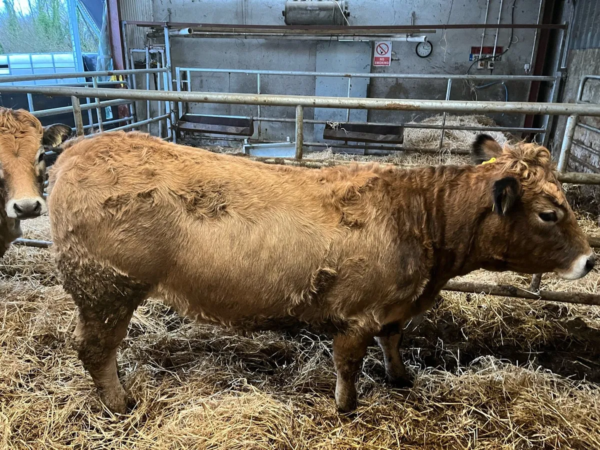 Pedigree Aubrac Bulls and Heifers organic - Image 3