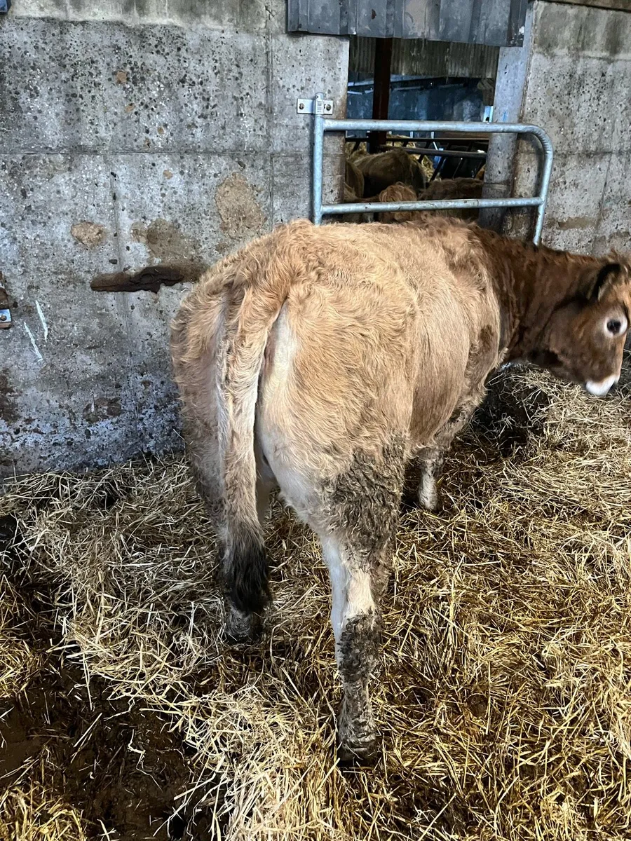 Pedigree Aubrac Bulls and Heifers organic - Image 4