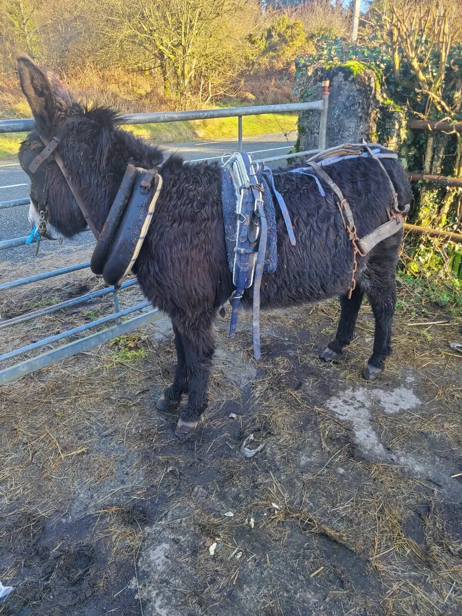 Donkey - Image 1