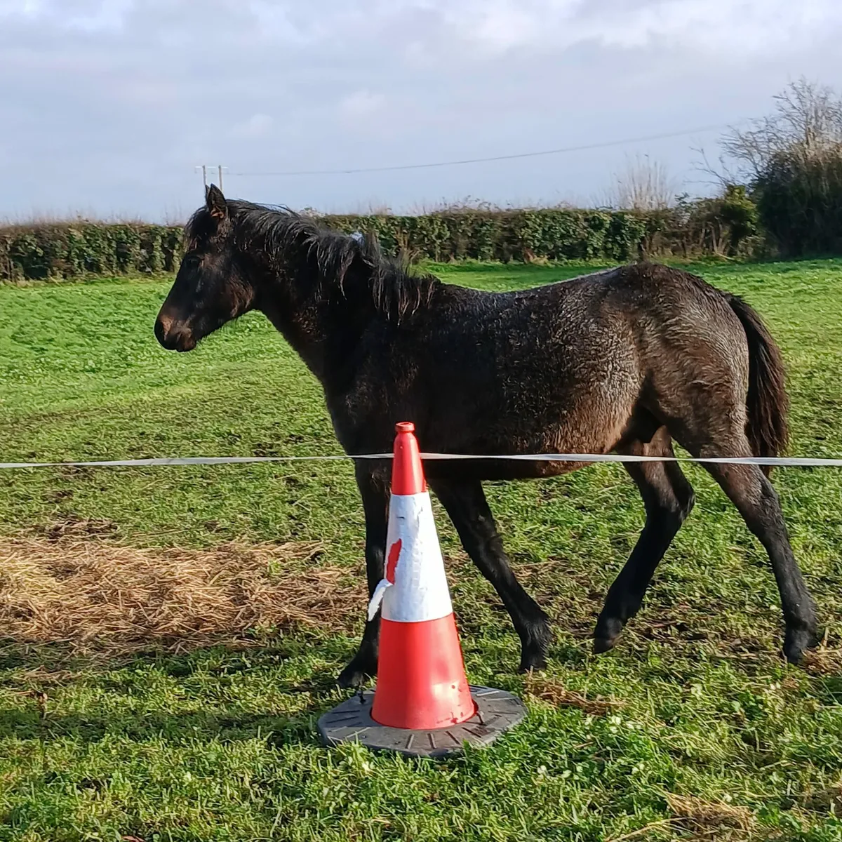 9month old Colt 
Class 1 by Prince Richard - Image 3