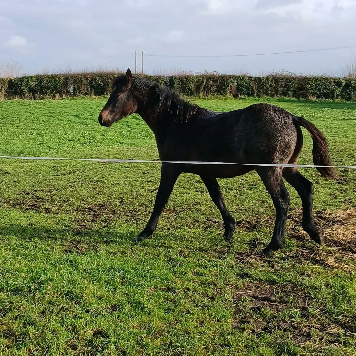 9month old Colt 
Class 1 by Prince Richard - Image 4