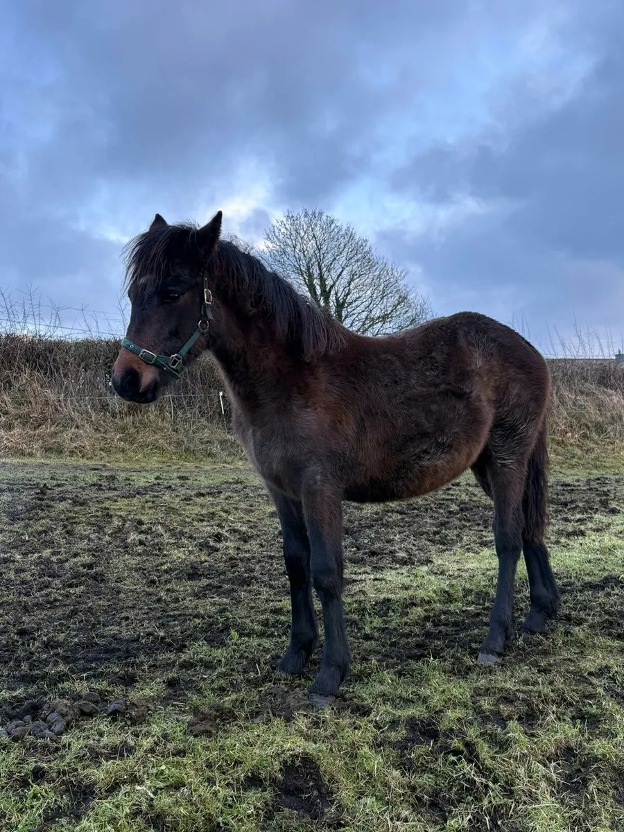 9month old Colt 
Class 1 by Prince Richard - Image 1