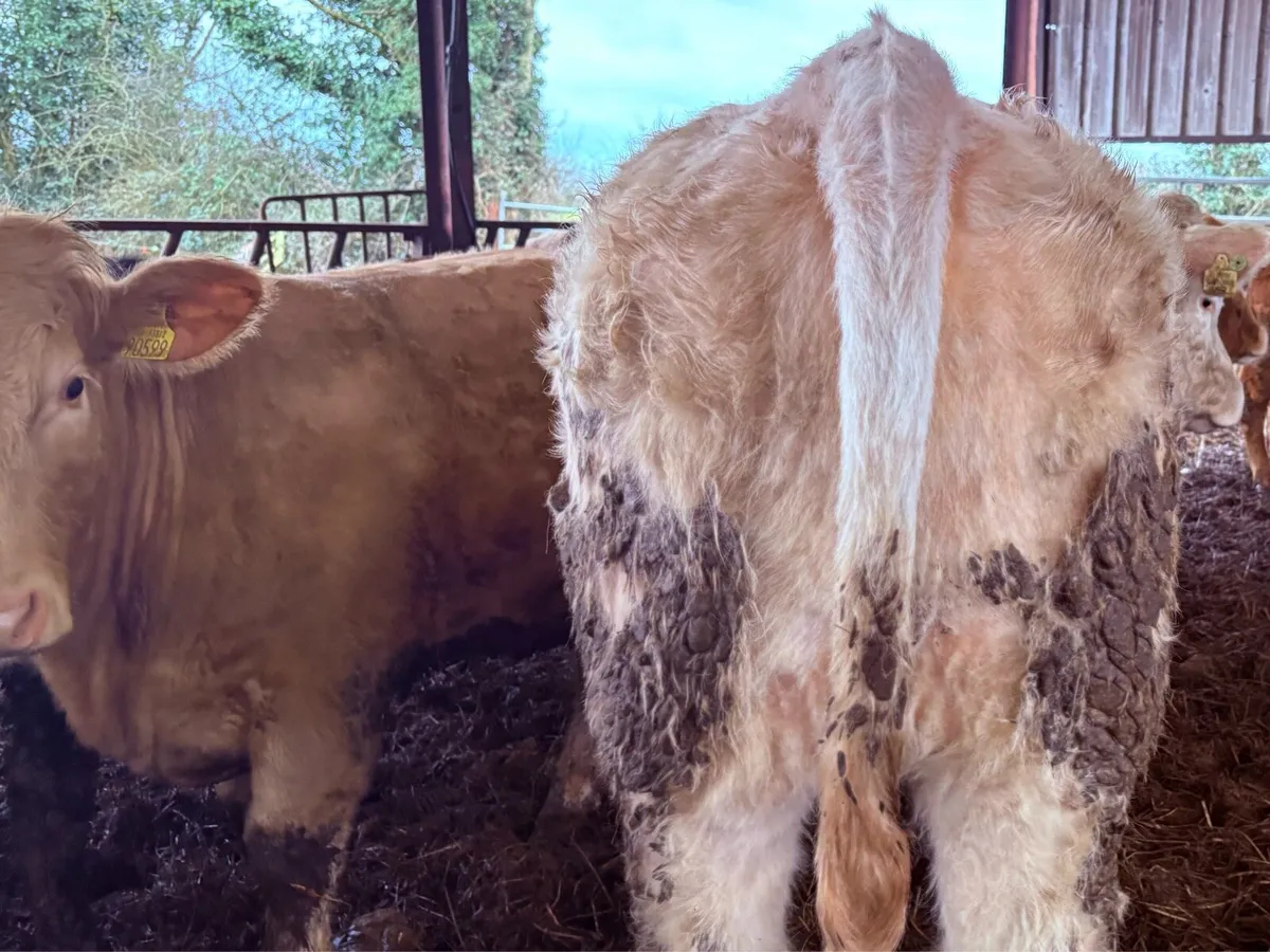 Super Charolais Heifers - Image 3