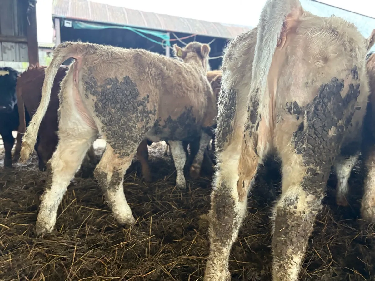 Super Charolais Heifers - Image 4