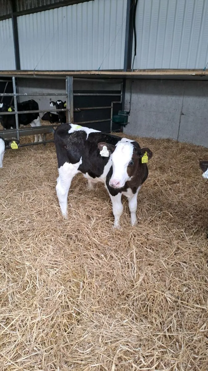 Calves  ( looking for calves)