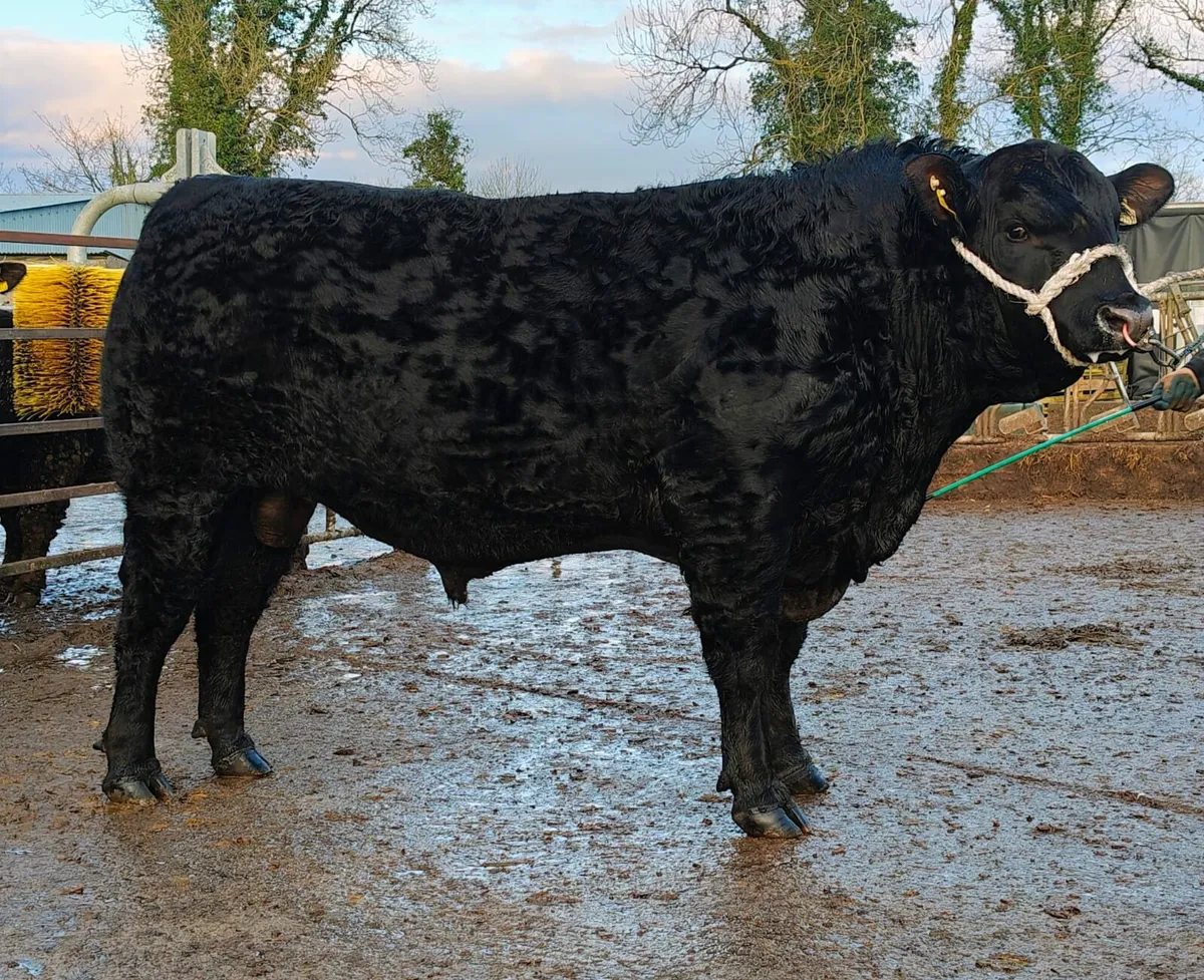 Angus Bulls For sale this Saturday - Image 2