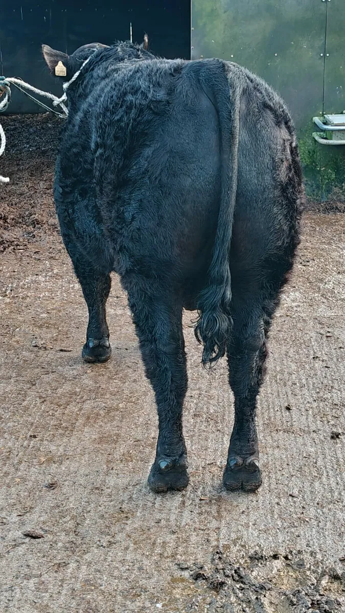 Angus Bulls For sale this Saturday - Image 3