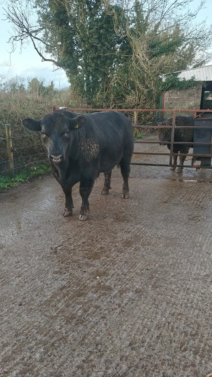 Angus Bulls For sale this Saturday - Image 4