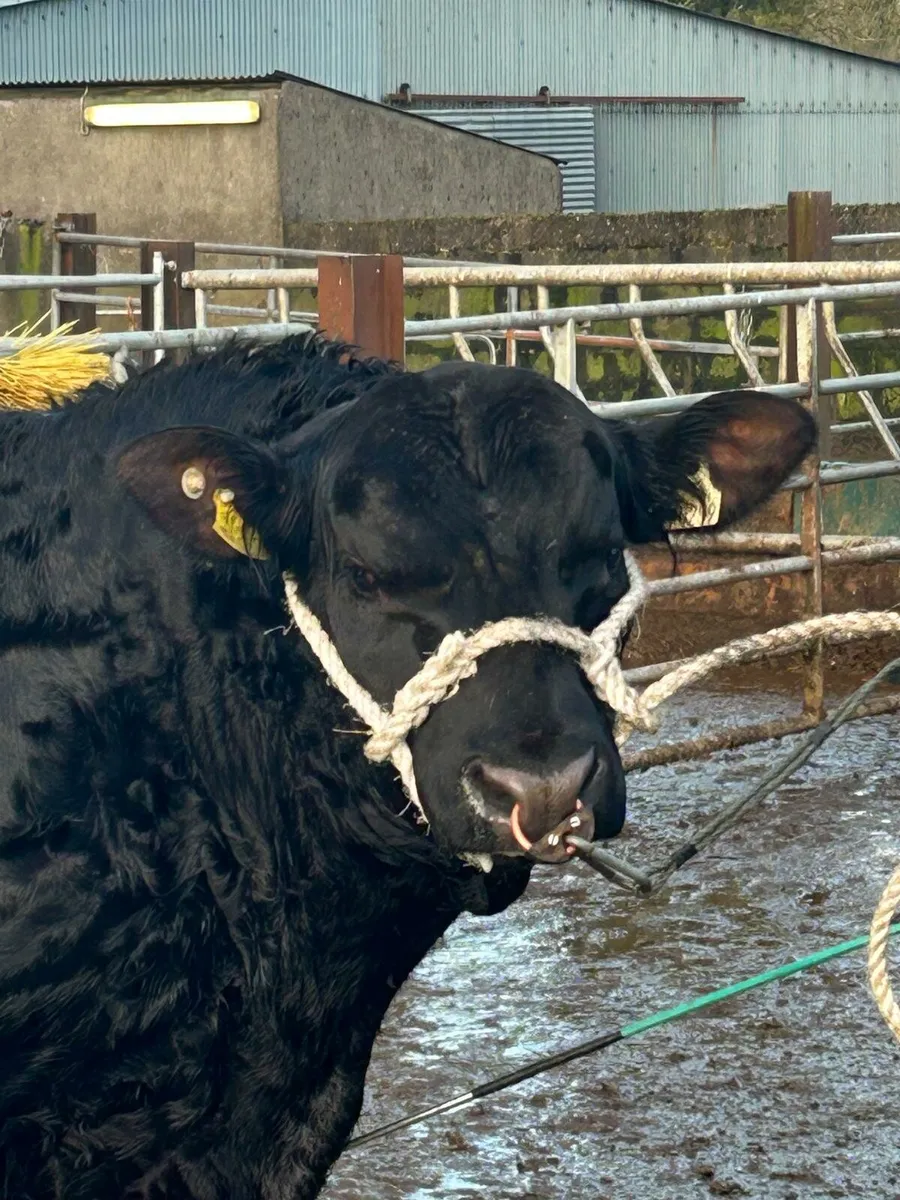 Angus Bulls For sale this Saturday - Image 1