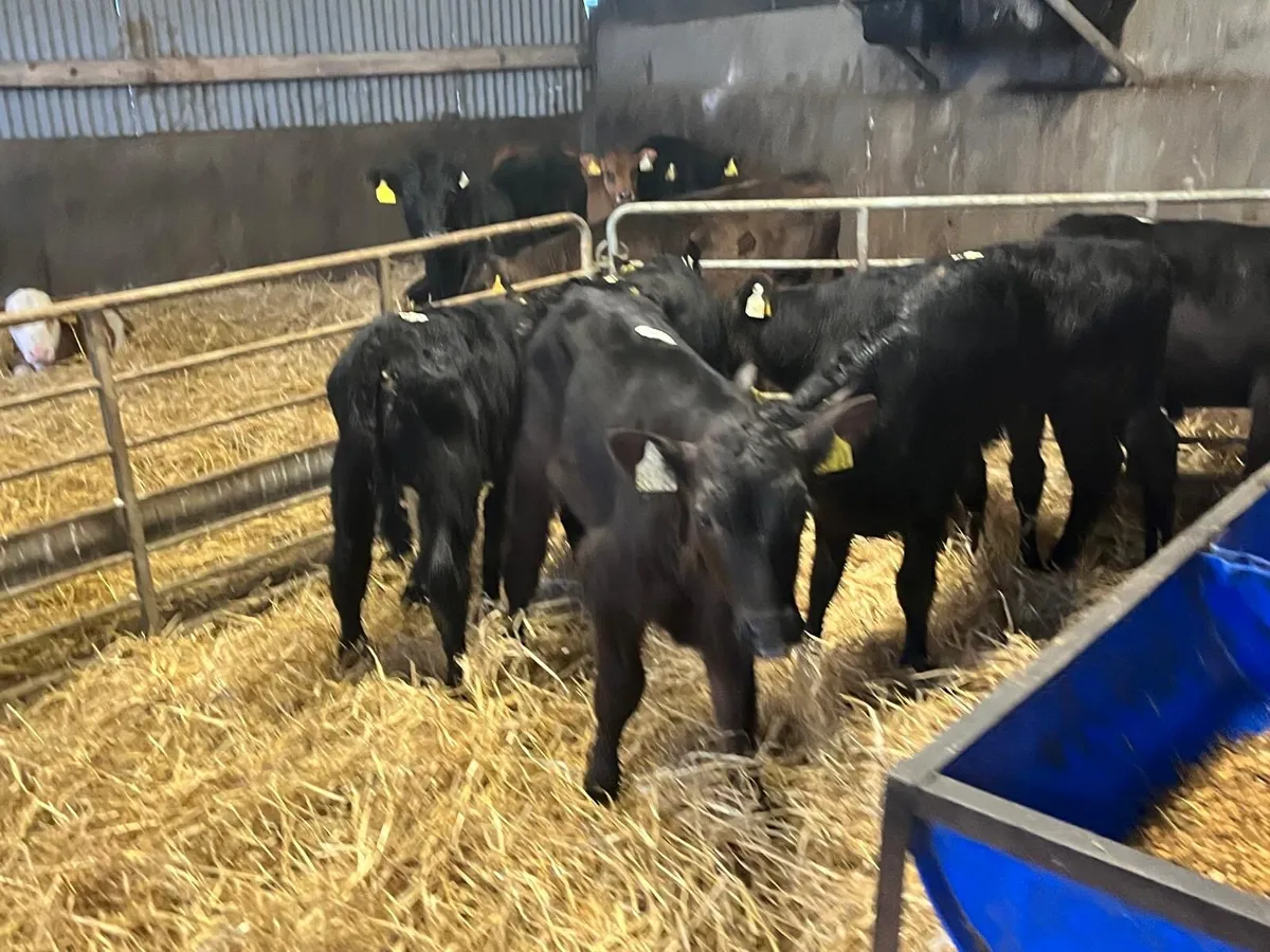 6 weaned Angus bull runners - Image 1