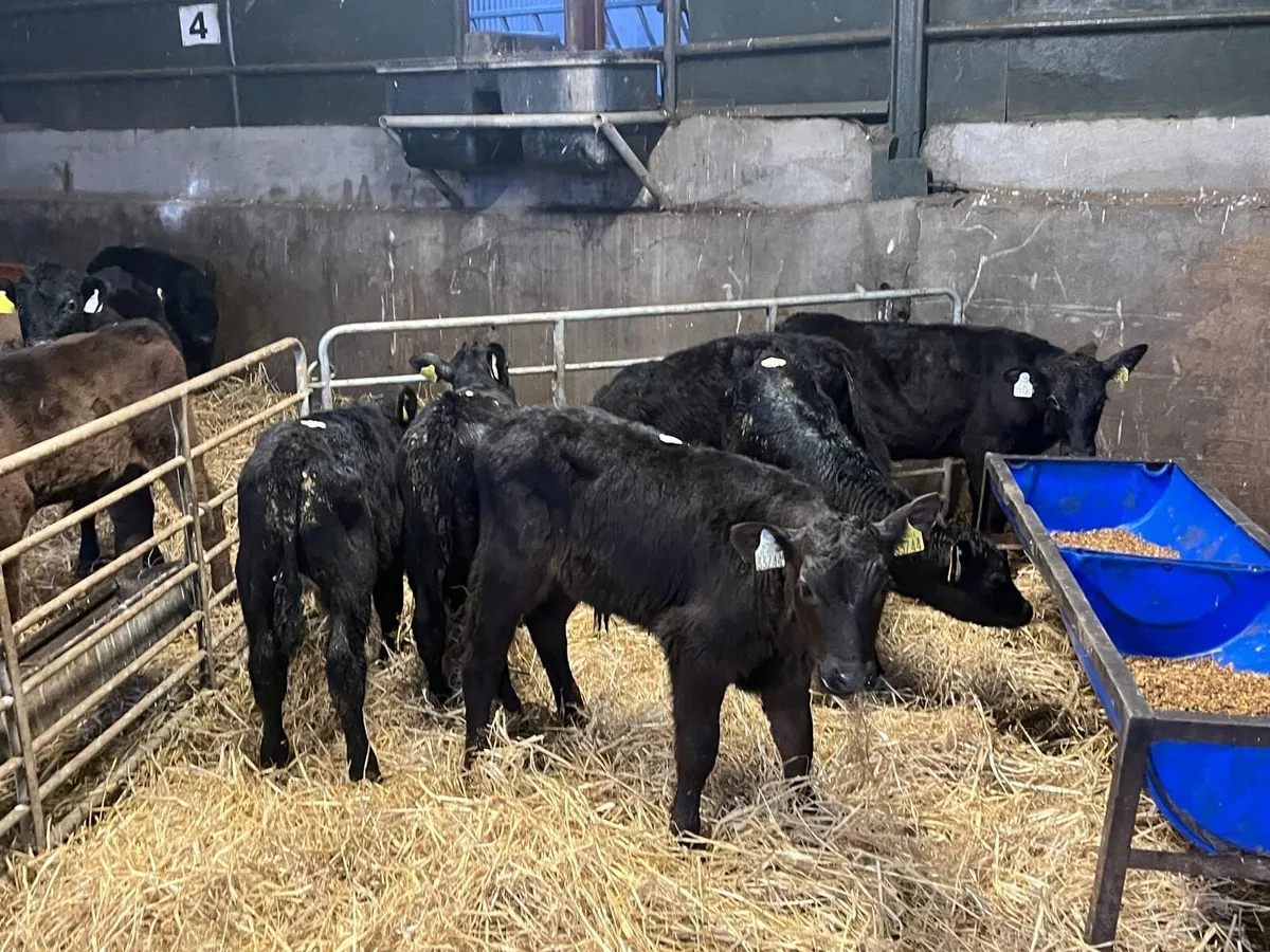 6 weaned Angus bull runners - Image 3