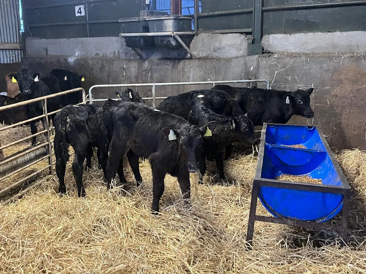 6 weaned Angus bull runners - Image 4
