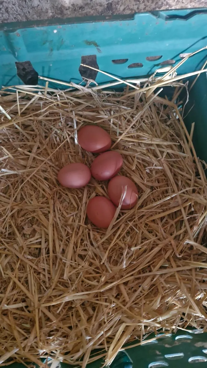 Organic Eggs - Image 1