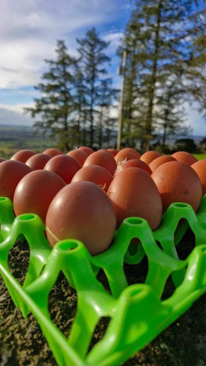 Organic Eggs - Image 3