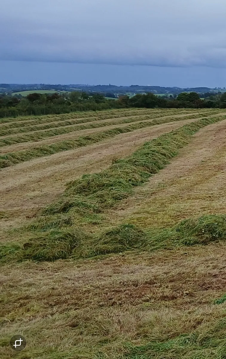 Round bales - Image 2