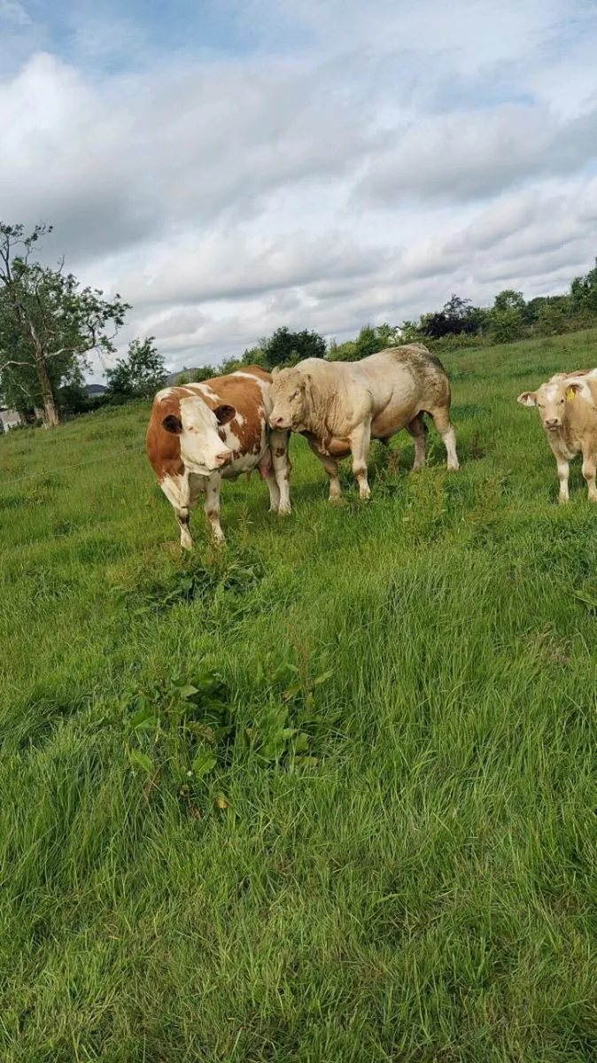 Stock bull - Image 1