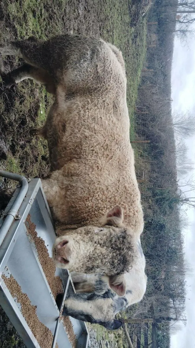 Stock bull - Image 2