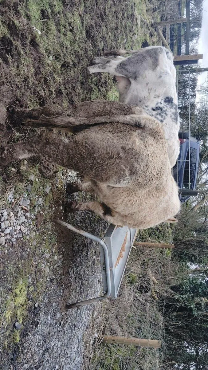 Stock bull - Image 3