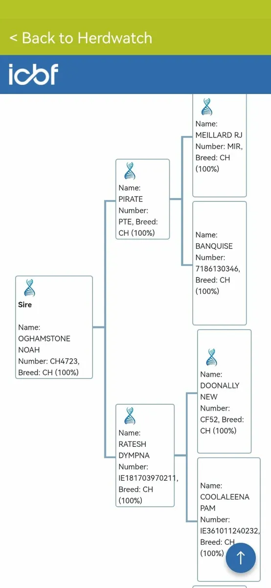 Stock bull - Image 4
