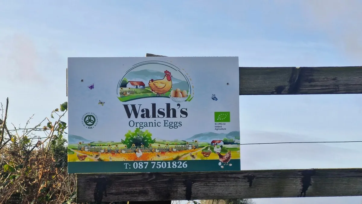 Organic Eggs - Image 4