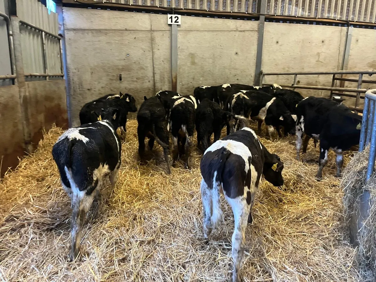 17 super British Frisian bull weanlings - Image 1