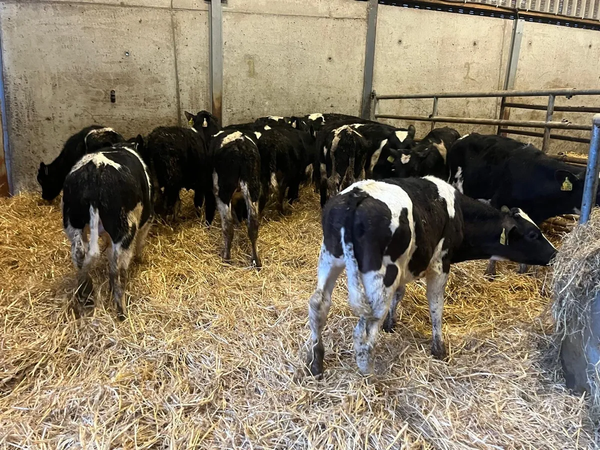 17 super British Frisian bull weanlings - Image 2