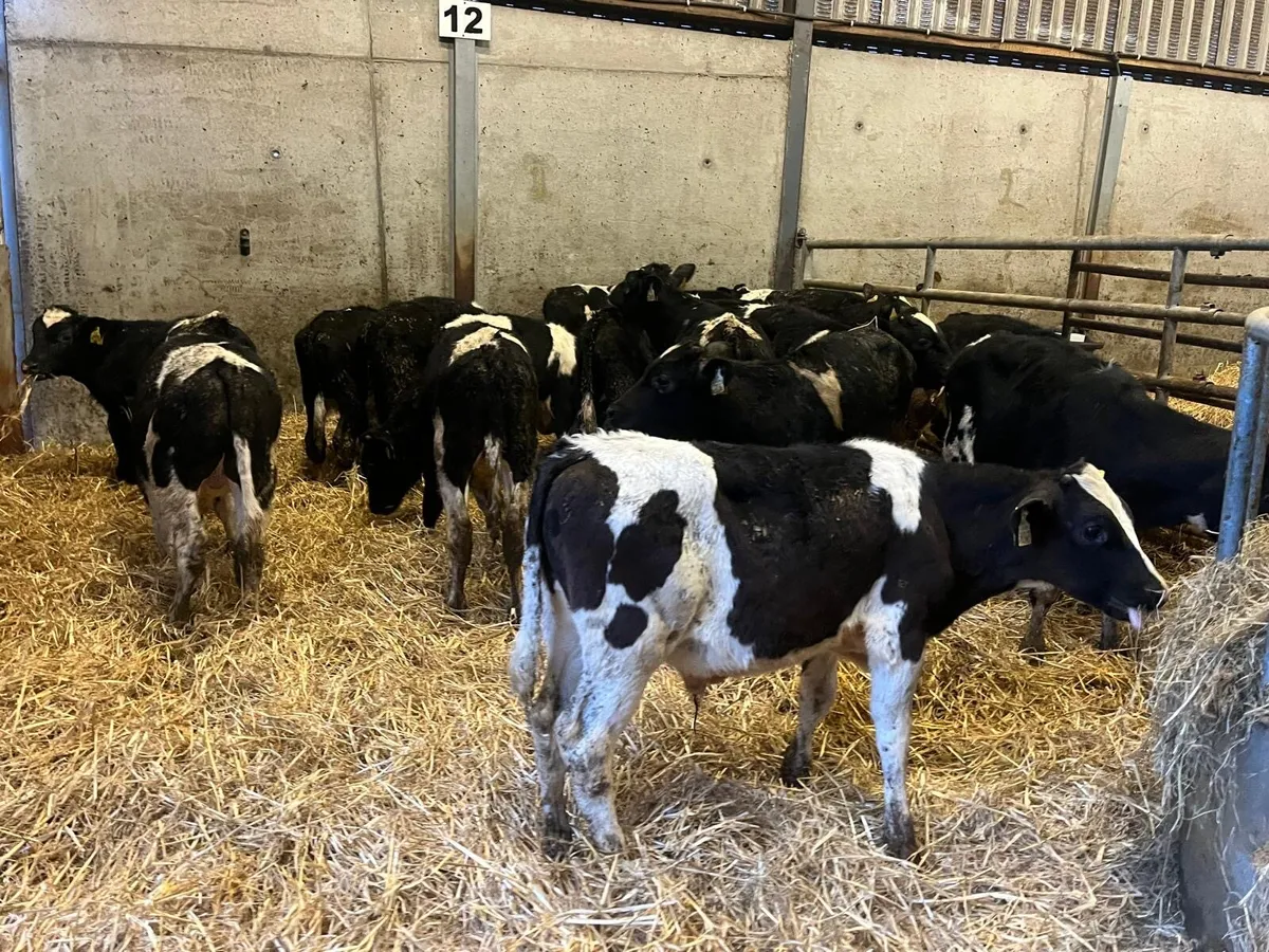 17 super British Frisian bull weanlings - Image 4