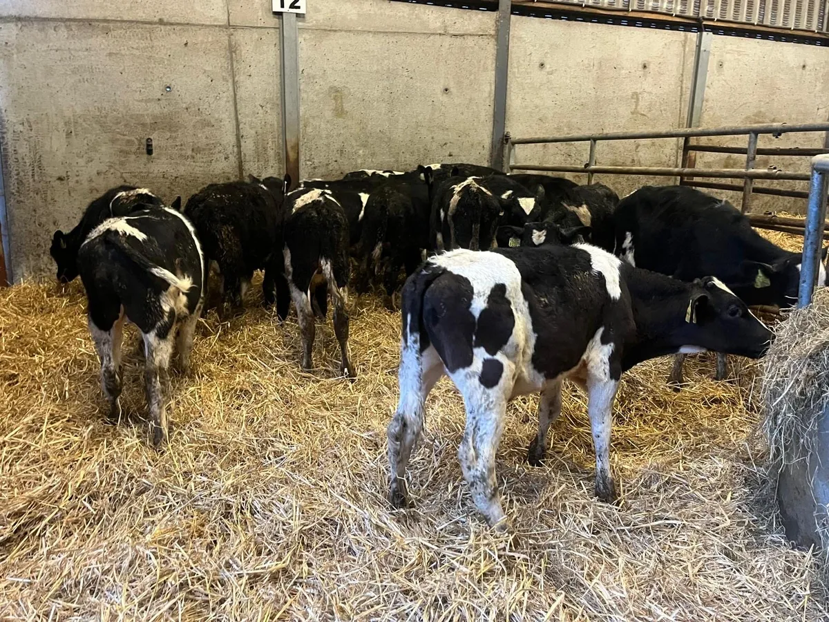 17 super British Frisian bull weanlings - Image 3