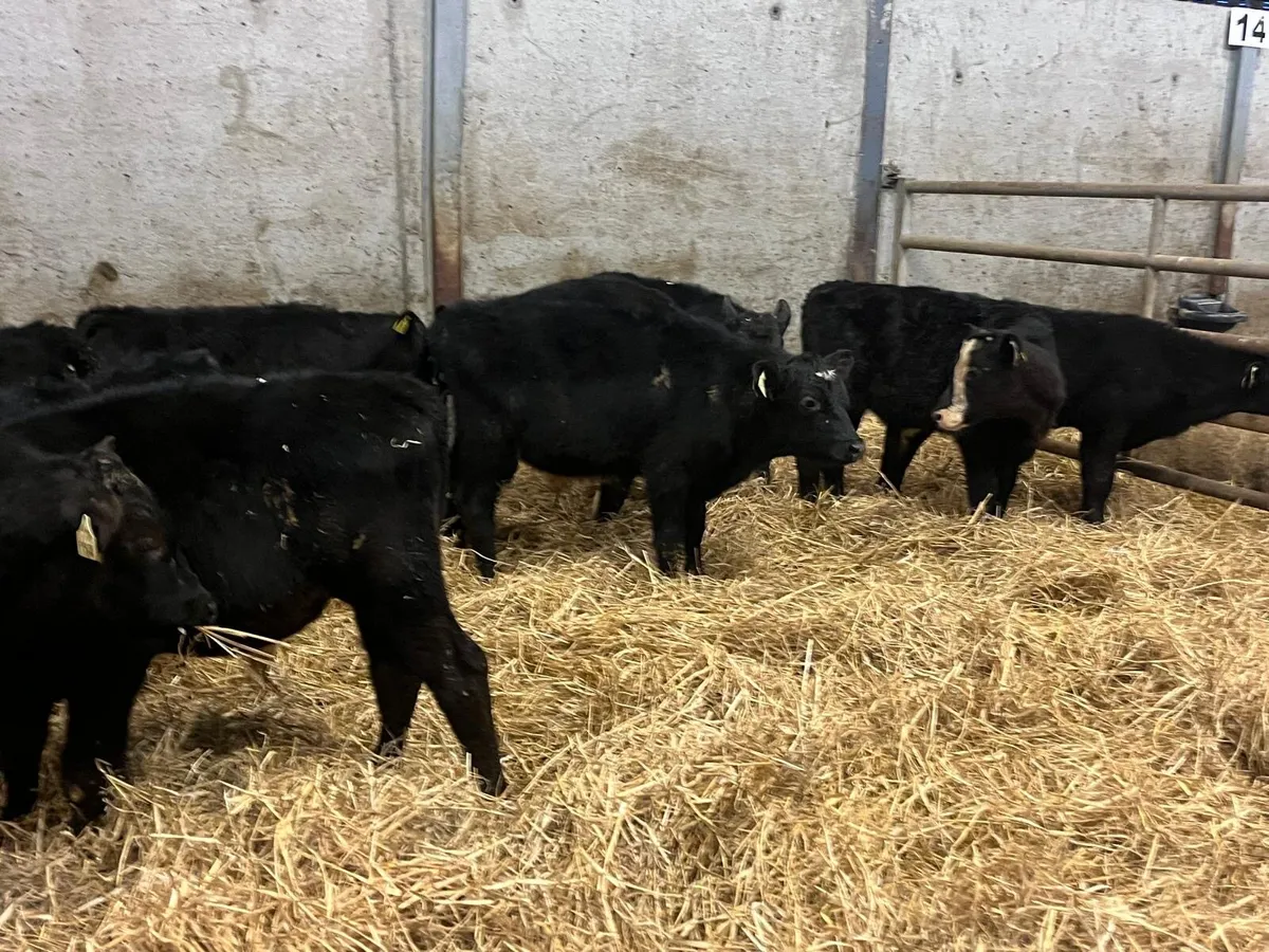 10 super Angus bull weanlings - Image 1