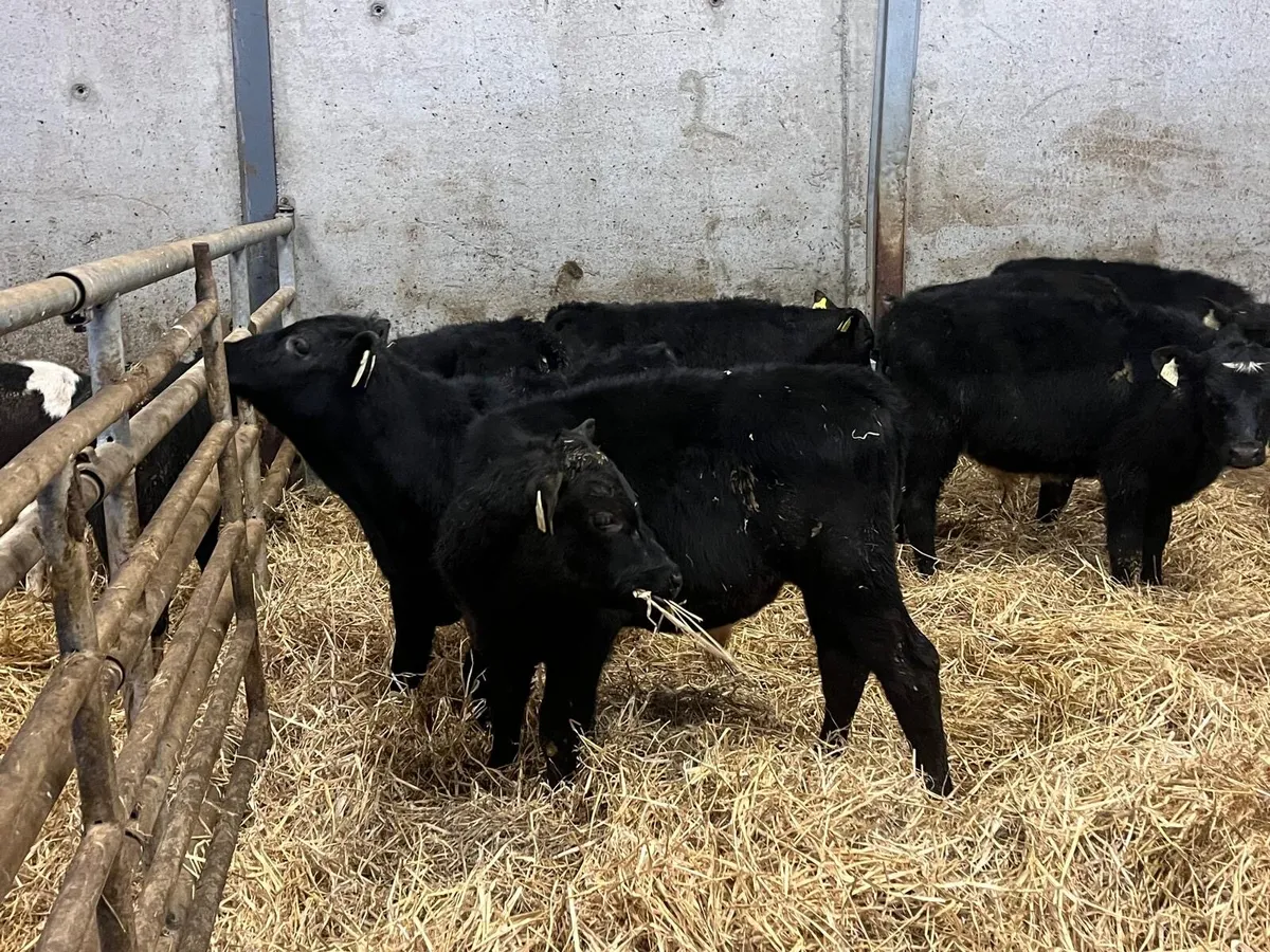 10 super Angus bull weanlings - Image 2